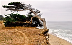 하프 문 베이, 캘리포니아, 미국, 해안, 나무 HD 배경 화면
