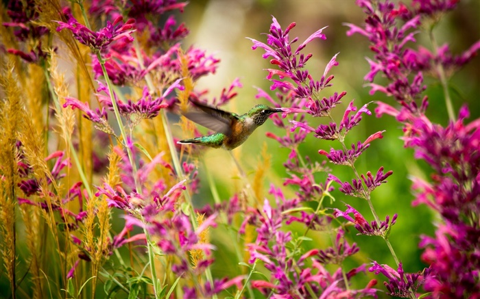 벌새, 핑크 꽃 배경 화면 그림