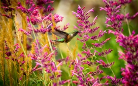 벌새, 핑크 꽃 HD 배경 화면