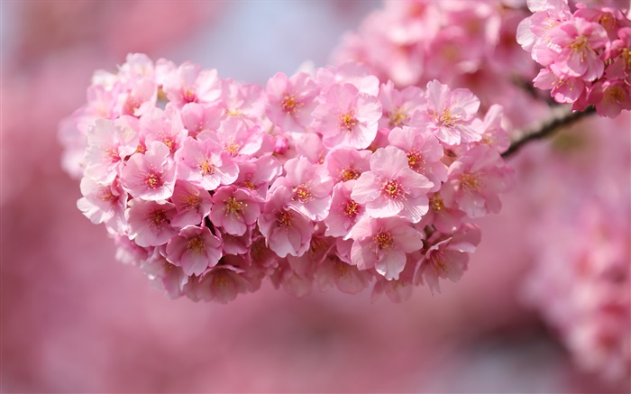 일본 사쿠라, 나뭇 가지, 핑크 꽃, 나뭇잎 배경 화면 그림