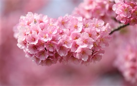일본 사쿠라, 나뭇 가지, 핑크 꽃, 나뭇잎 HD 배경 화면