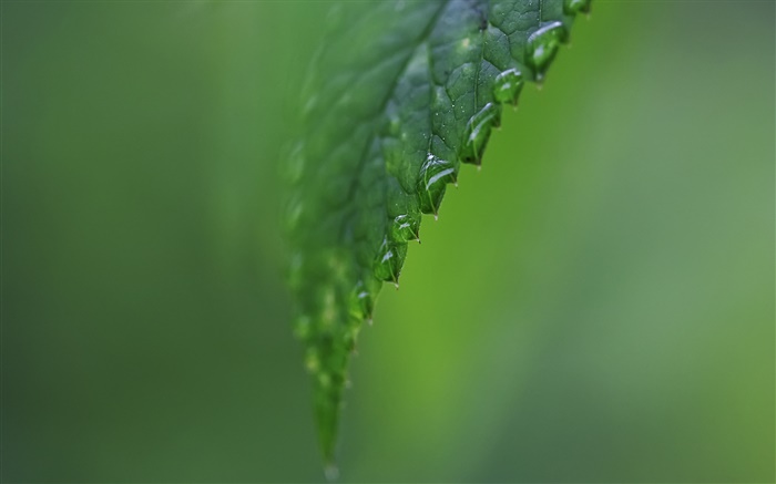 잎 측 근접, 물, 녹색 배경 배경 화면 그림
