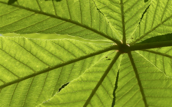 근접 촬영, 후면보기 잎 배경 화면 그림