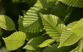 빛 녹색 잎 HD 배경 화면