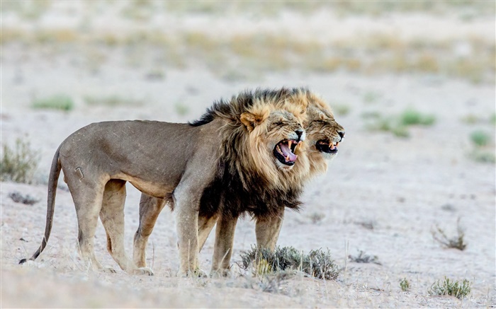 사자, 아프리카 배경 화면 그림