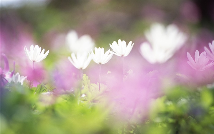 작은 흰색 꽃 근접, 흐린 배경 화면 그림
