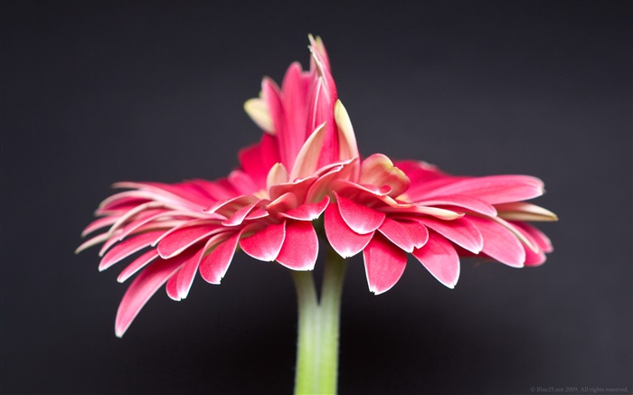 외로운 핑크 꽃, 검은 배경 배경 화면 그림