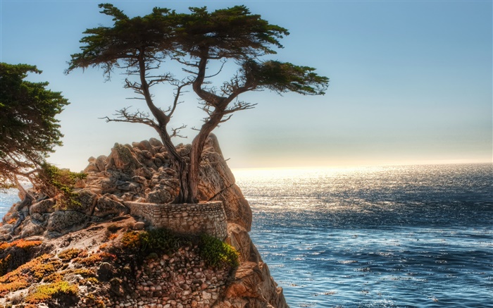 외로운 나무, 절벽, 해안 배경 화면 그림