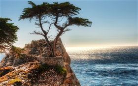 외로운 나무, 절벽, 해안 HD 배경 화면