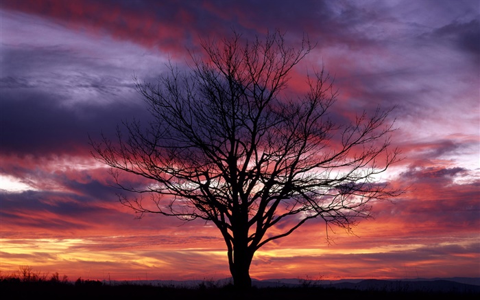 외로운 나무, 실루엣, 보라색 하늘, 황혼 배경 화면 그림