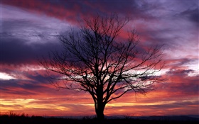 외로운 나무, 실루엣, 보라색 하늘, 황혼 HD 배경 화면