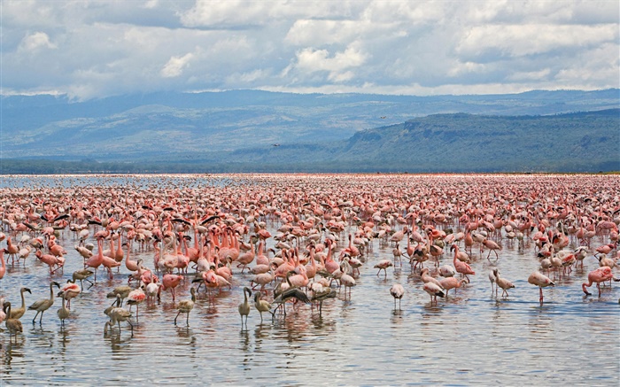 많은 홍학, 호수 나 쿠루 국립 공원, 케냐 배경 화면 그림