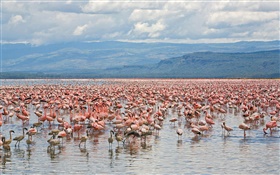 많은 홍학, 호수 나 쿠루 국립 공원, 케냐 HD 배경 화면