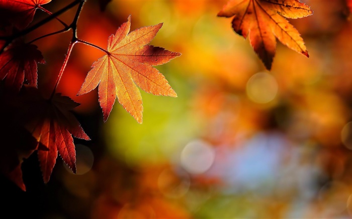 메이플 근접, 레드, 나뭇잎, 가을 단풍 배경 화면 그림