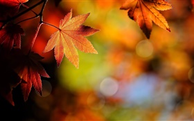 메이플 근접, 레드, 나뭇잎, 가을 단풍