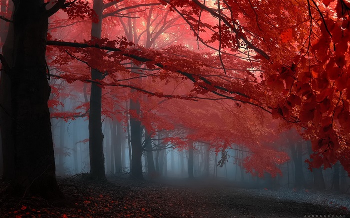 안개, 숲, 나무, 가을, 단풍 배경 화면 그림