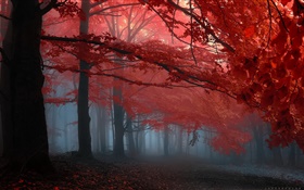 안개, 숲, 나무, 가을, 단풍 HD 배경 화면