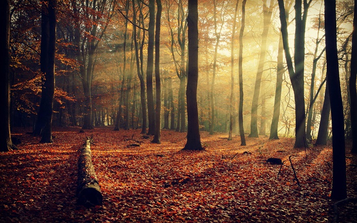 아침 태양, 숲, 나무, 가을 배경 화면 그림