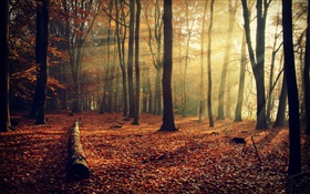아침 태양, 숲, 나무, 가을