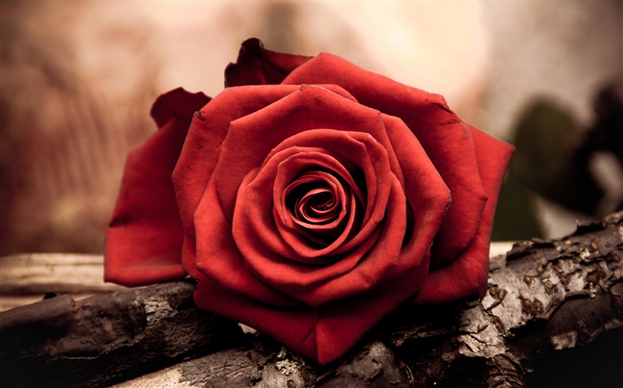 하나의 붉은 확대 장미 꽃 배경 화면 그림