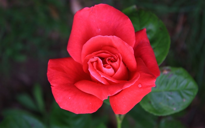 하나의 붉은 장미 꽃 배경 화면 그림