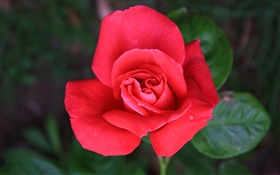 하나의 붉은 장미 꽃 HD 배경 화면