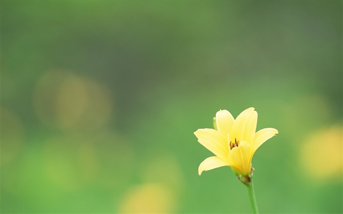 한 노란 꽃, 녹색 배경 배경 화면 그림