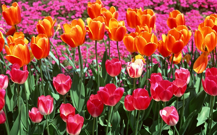 오렌지와 핑크 색상, 튤립 꽃 배경 화면 그림