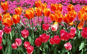 오렌지와 핑크 색상, 튤립 꽃 HD 배경 화면