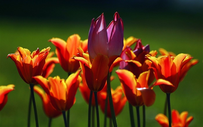 오렌지와 보라색 튤립 꽃 배경 화면 그림