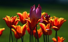 오렌지와 보라색 튤립 꽃 HD 배경 화면