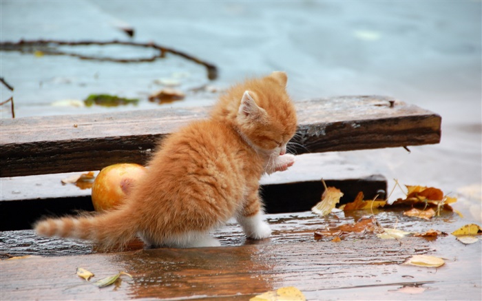 오렌지 새끼 고양이, 가을, 잎 배경 화면 그림