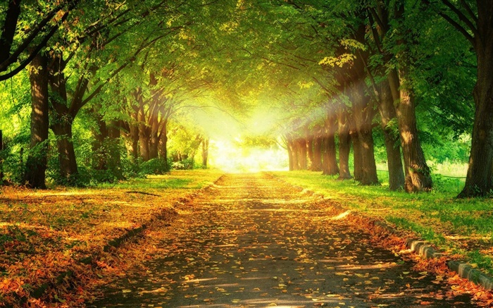 공원, 도로, 나무, 태양 광선, 가을 배경 화면 그림