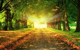 공원, 도로, 나무, 태양 광선, 가을 HD 배경 화면