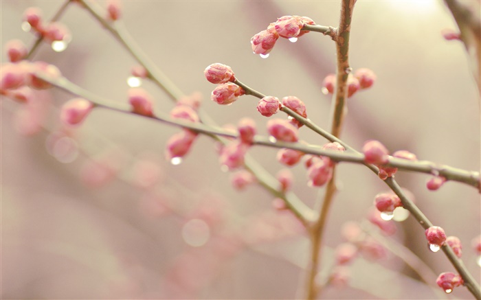 복숭아 꽃 봉오리, 봄, 나뭇 가지 배경 화면 그림