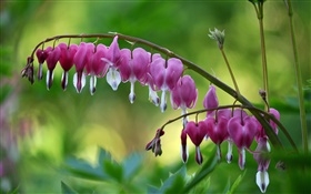 핑크 깨진 하트 꽃
