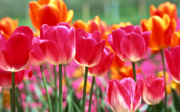 핑크와 오렌지 튤립 꽃 배경 화면 그림