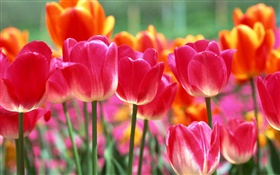 핑크와 오렌지 튤립 꽃 HD 배경 화면