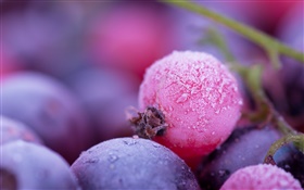 핑크와 보라색 열매, 서리, 겨울 HD 배경 화면