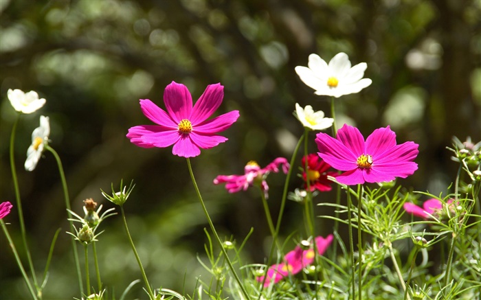 꽃 bipinnatus 핑크와 화이트 코스모스 배경 화면 그림