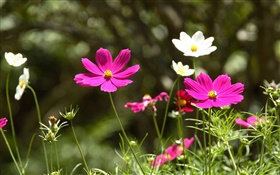 꽃 bipinnatus 핑크와 화이트 코스모스 HD 배경 화면