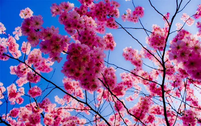 분홍색 벚꽃 배경 화면 그림