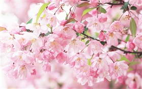 분홍색 벚꽃 꽃, 흐린 HD 배경 화면