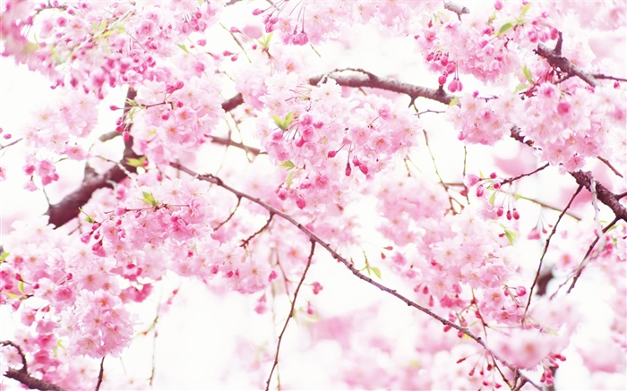분홍색 벚꽃 꽃, 나무, 봄 배경 화면 그림