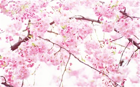 분홍색 벚꽃 꽃, 나무, 봄