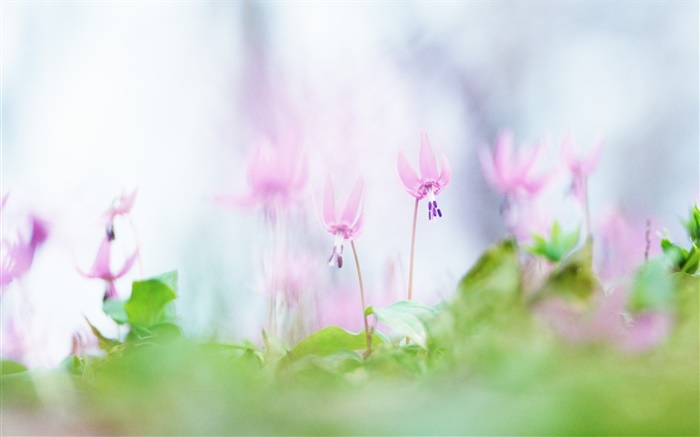 핑크 꽃 근접, 흐린 배경 배경 화면 그림