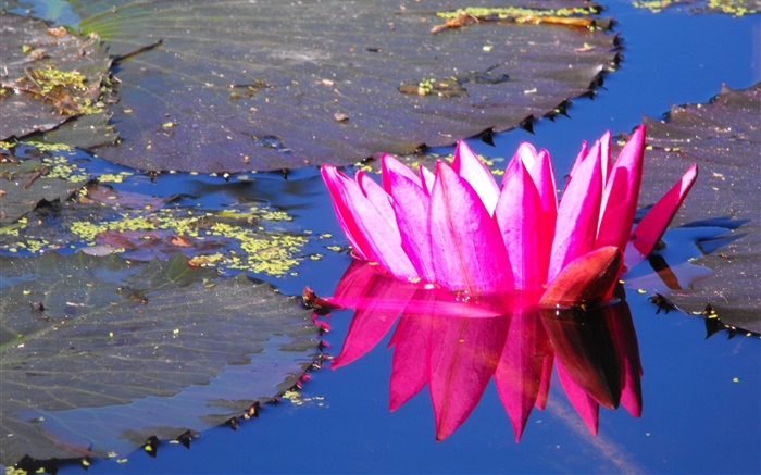 핑크 물 백합 꽃, 연못 배경 화면 그림