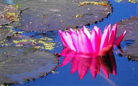 핑크 물 백합 꽃, 연못