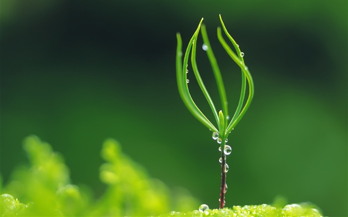 식물의 발아, 봄, 물방울 배경 화면 그림