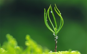 식물의 발아, 봄, 물방울 HD 배경 화면